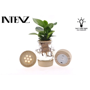 Clusia rosea Princess