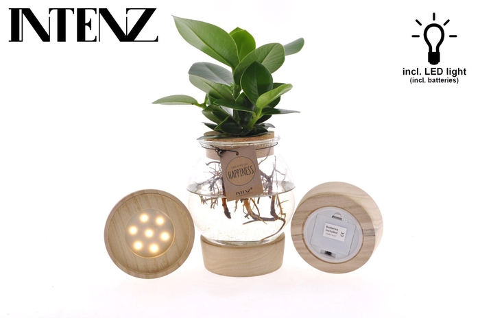 <h4>Clusia rosea Princess</h4>