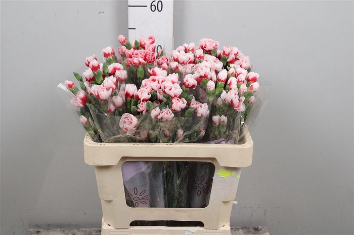 <h4>Di Tr Swing</h4>