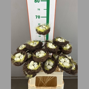 E .EGGS +NEST SALIM  10 CM OP STOK