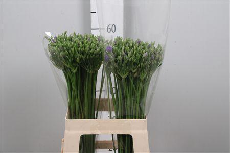 <h4>Trit Twin Sisters</h4>