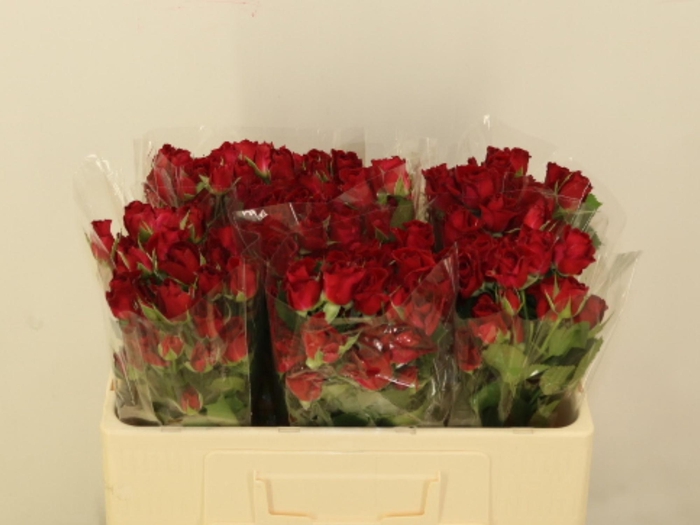 <h4>R TR DOMINICA</h4>