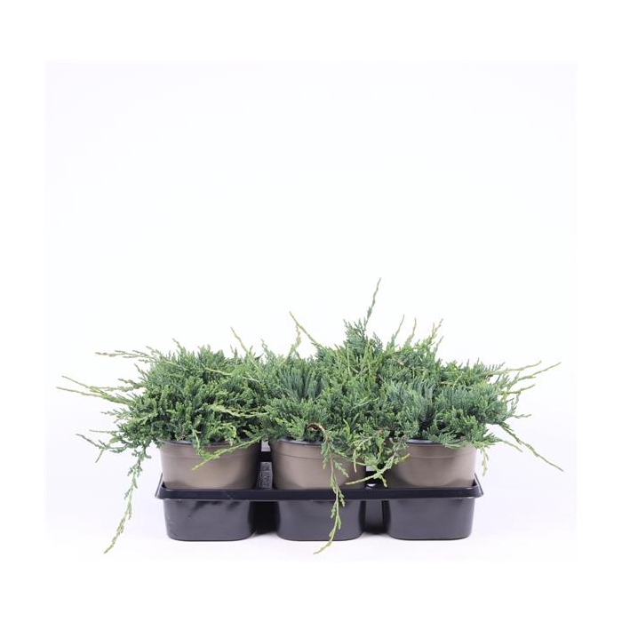 <h4>Juniperus horizontalis 'Wiltonii'</h4>