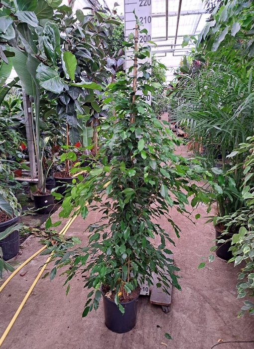 <h4>Ficus benja. 'Exotica'</h4>