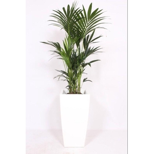 Howea Forsteriana in Piza pot 