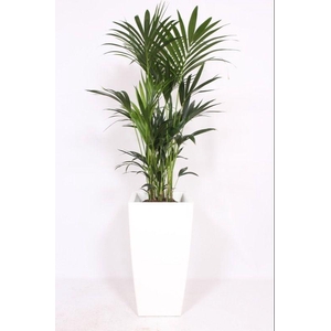 Howea Forsteriana in Piza pot 