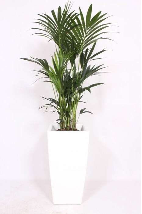 <h4>Howea Forsteriana in Piza pot "wit"</h4>