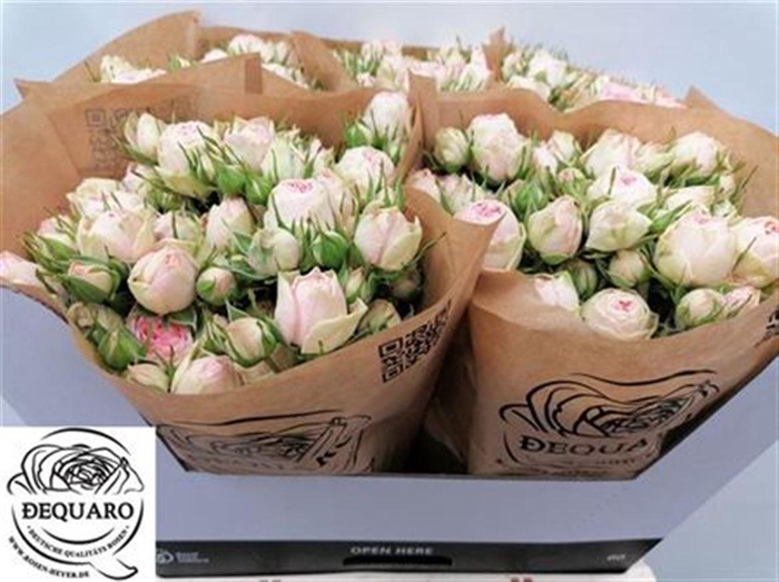 <h4>R Tr Grandmas Katy</h4>