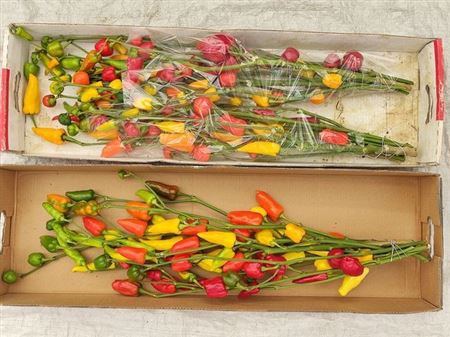 Capsicum Mixed Branch!!