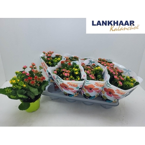 KAL EN GEM IN POT
