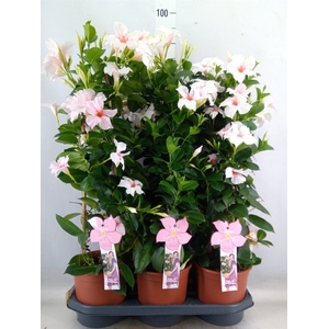 Mandevilla sand. 'SumStar Pink Tou'