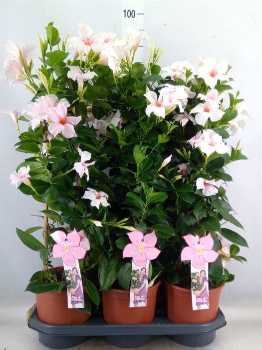 <h4>Mandevilla sand. 'SumStar Pink Tou'</h4>