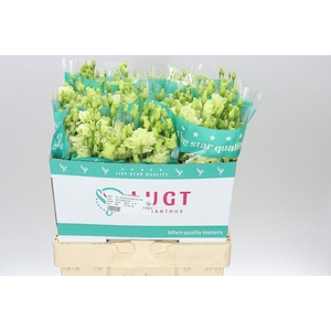 Eust Du Alissa Green