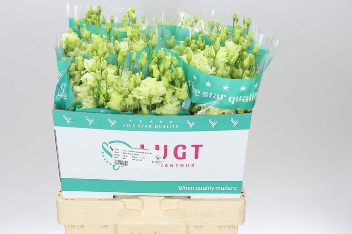 <h4>Eust Du Alissa Green</h4>