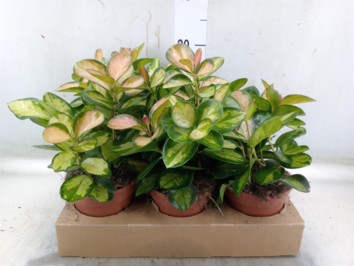 <h4>Hoya australis 'Lisa'</h4>