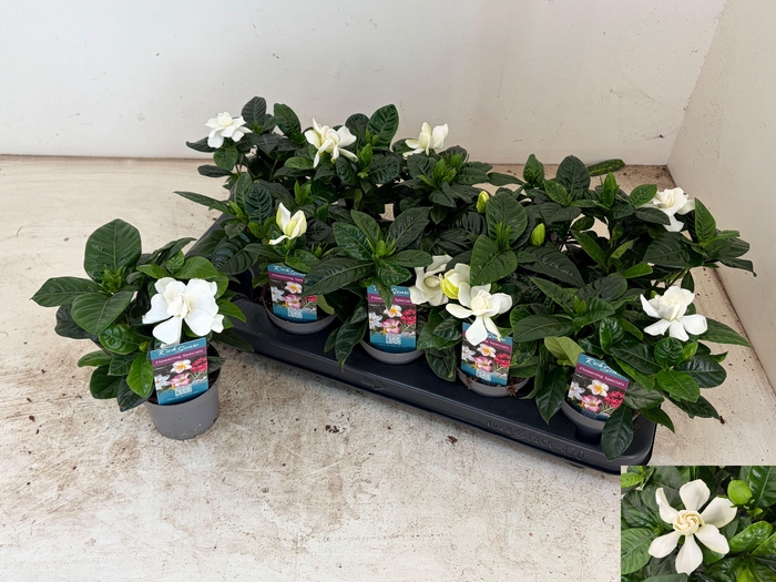 <h4>GARDENIA JASMINOIDES</h4>