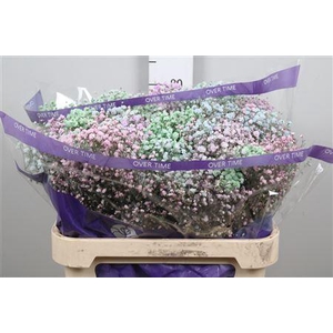 Gypsophila   ...colored  H%