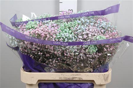 <h4>Gypsophila   ...colored  H%</h4>