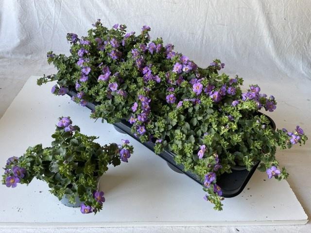 <h4>SUT BA CA BLUE</h4>