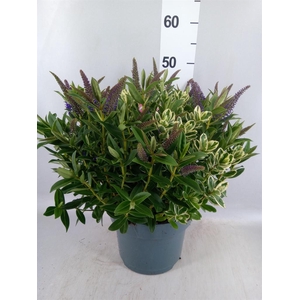 Hebe  'Addenda'   ...mix in pot