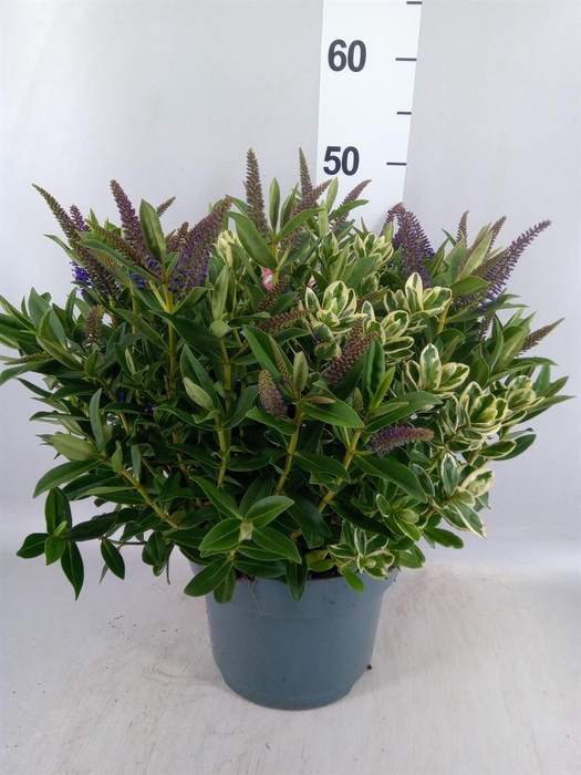 <h4>Hebe  'Addenda'   ...mix in pot</h4>