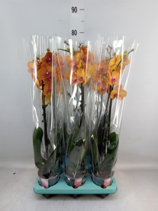 <h4>Phalaenopsis ...</h4>