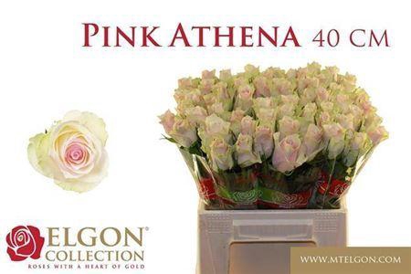 <h4>R Gr Pink Athena</h4>