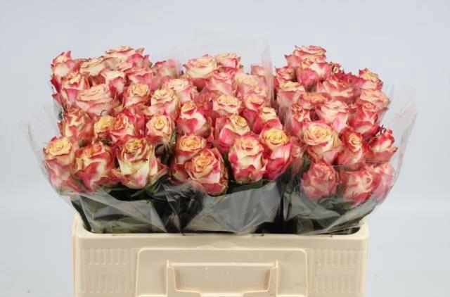 <h4>R GR CHAPEAU</h4>