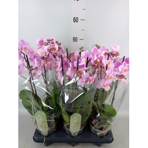 Phalaenopsis multi.   ...rose