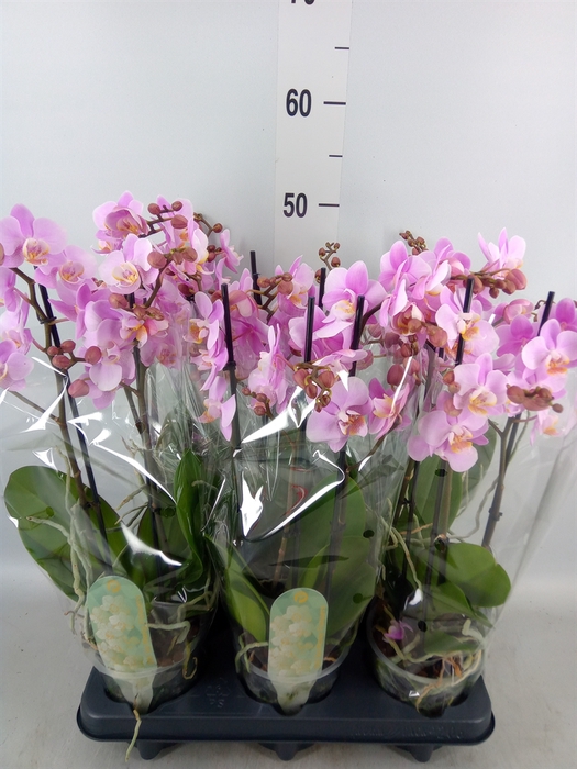 <h4>Phalaenopsis multi.   ...rose</h4>