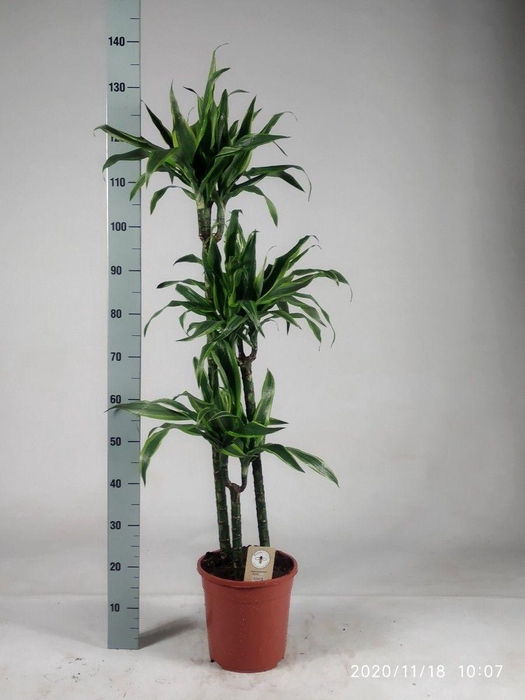 <h4>DRA DE LEMON LIME</h4>