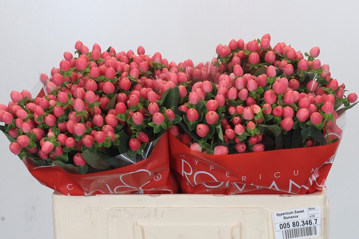 <h4>Hypericum Sweet Romance</h4>