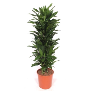 Dracaena Janet Lind