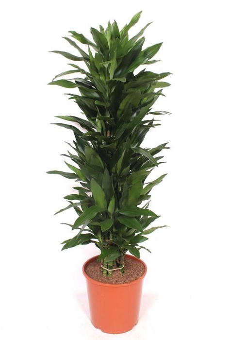 <h4>Dracaena Janet Lind</h4>