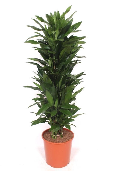 <h4>Dracaena Janet Lind</h4>