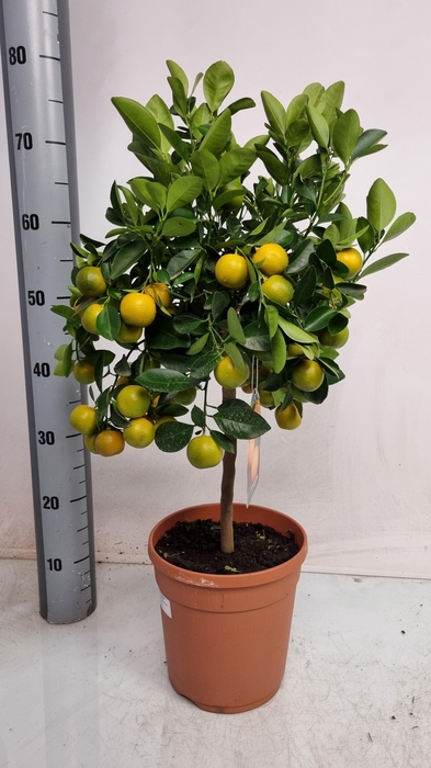 <h4>CITR MICROCARPA</h4>