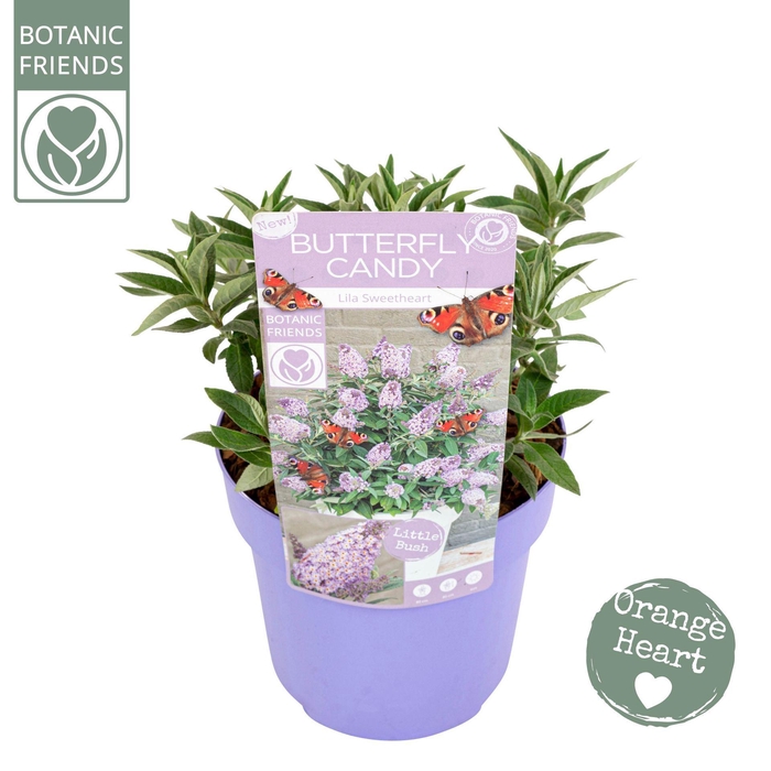 Buddleja Butterfly Candy Lila Sweet