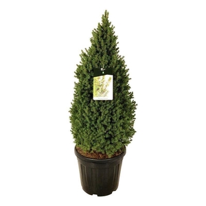 Picea gl. 'Perfecta'