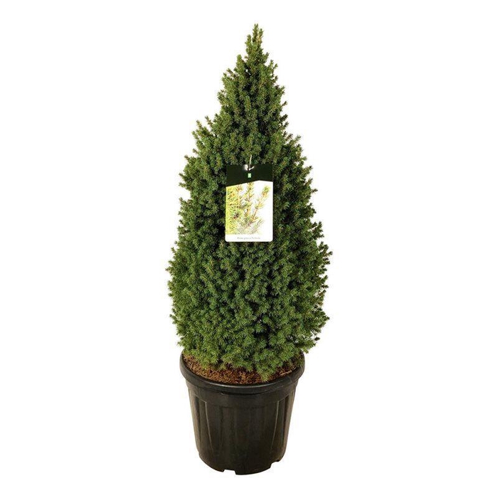 <h4>Picea gl. 'Perfecta'</h4>