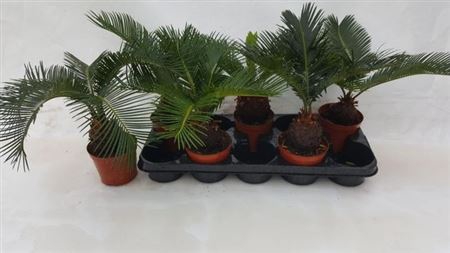 Cycas Revoluta