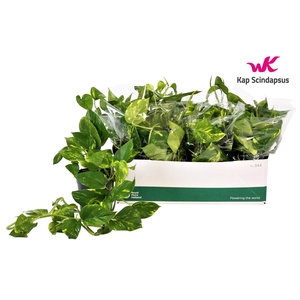 Scindapsus (Epipremnum) Aureum GEEN HANGPOT 15cm