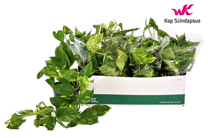 <h4>Scindapsus (Epipremnum) Aureum GEEN HANGPOT 15cm</h4>