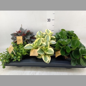 Peperomia   ...mix