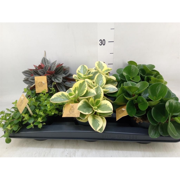 <h4>Peperomia ...mix</h4>