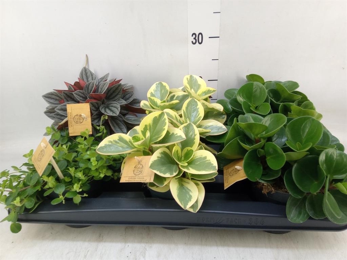 Peperomia   ...mix