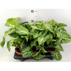 Syngonium  'Arrow'