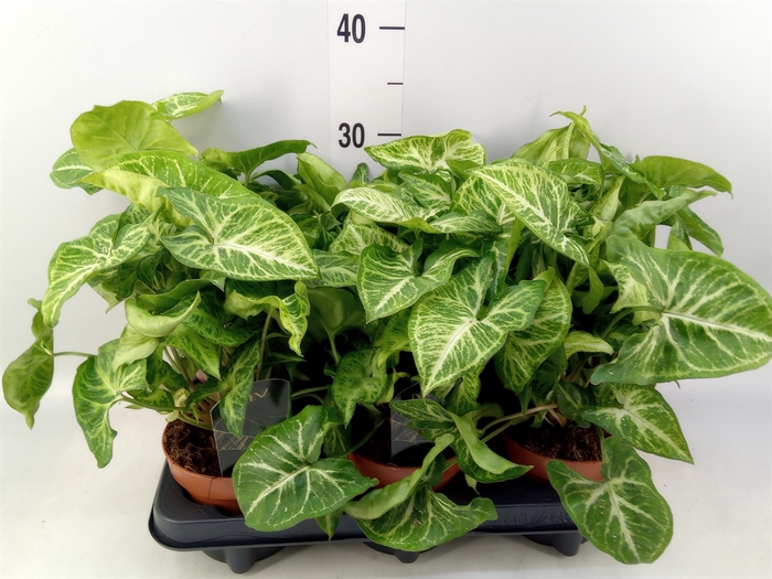 <h4>Syngonium  'Arrow'</h4>