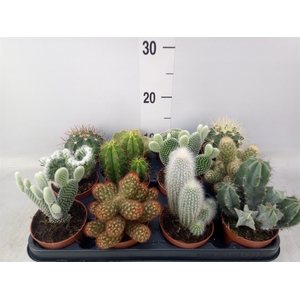 Cactus   ...mix