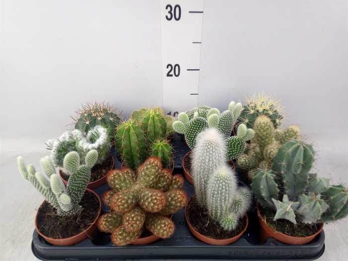 <h4>Cactus   ...mix</h4>
