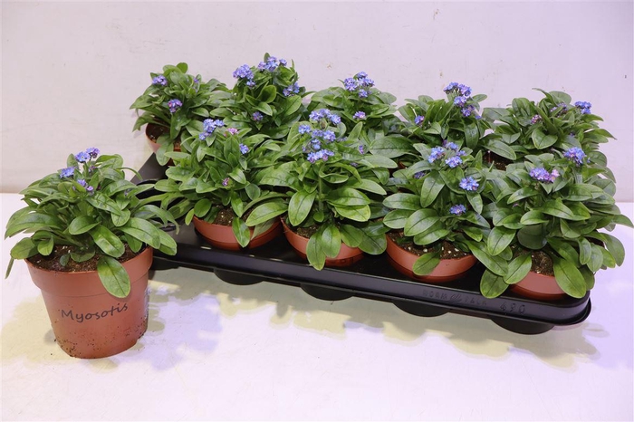 <h4>Myos Sy Laura D Blue</h4>